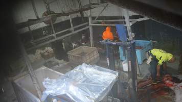 Grey horse in processing room - Screenshots taken from hidden cameras installed at Goulburn Valley Knackery, owned by Peter Loffel. The knackery processes cows and horses into pet food. - Captured at Goulburn Valley Stock Removers, Shepparton North VIC Australia.