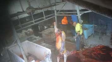 Carcass of grey horse in processing room - Screenshots taken from hidden cameras installed at Goulburn Valley Knackery, owned by Peter Loffel. The knackery processes cows and horses into pet food. - Captured at Goulburn Valley Stock Removers, Shepparton North VIC Australia.