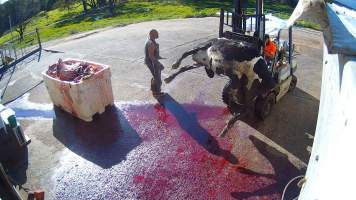 Dead cow at knackery - Screenshots taken from hidden cameras installed at Goulburn Valley Knackery, owned by Peter Loffel. The knackery processes cows and horses into pet food. - Captured at Goulburn Valley Stock Removers, Shepparton North VIC Australia.