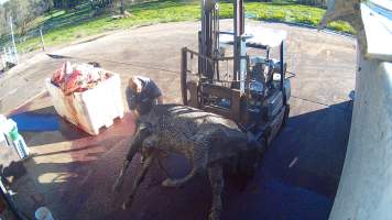 Dead cow on forklift - Screenshots taken from hidden cameras installed at Goulburn Valley Knackery, owned by Peter Loffel. The knackery processes cows and horses into pet food. - Captured at Goulburn Valley Stock Removers, Shepparton North VIC Australia.