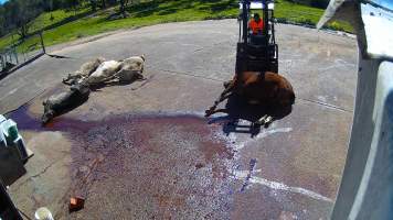 Dead cows and dead horse at knackery - Screenshots taken from hidden cameras installed at Goulburn Valley Knackery, owned by Peter Loffel. The knackery processes cows and horses into pet food. - Captured at Goulburn Valley Stock Removers, Shepparton North VIC Australia.