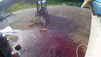 Dead cow with calf partially born - Screenshots taken from hidden cameras installed at Goulburn Valley Knackery, owned by Peter Loffel. The knackery processes cows and horses into pet food. - Captured at Goulburn Valley Stock Removers, Shepparton North VIC Australia.