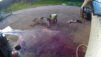 Pulling calf from cow - Screenshots taken from hidden cameras installed at Goulburn Valley Knackery, owned by Peter Loffel. The knackery processes cows and horses into pet food. - Captured at Goulburn Valley Stock Removers, Shepparton North VIC Australia.