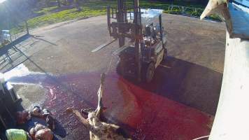 Dead cow, calf and removed hudder - Screenshots taken from hidden cameras installed at Goulburn Valley Knackery, owned by Peter Loffel. The knackery processes cows and horses into pet food. - Captured at Goulburn Valley Stock Removers, Shepparton North VIC Australia.