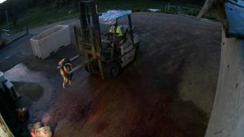 Dead calf being moved to offal bin - Screenshots taken from hidden cameras installed at Goulburn Valley Knackery, owned by Peter Loffel. The knackery processes cows and horses into pet food. - Captured at Goulburn Valley Stock Removers, Shepparton North VIC Australia.