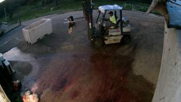 Dead calf being moved to offal bin - Screenshots taken from hidden cameras installed at Goulburn Valley Knackery, owned by Peter Loffel. The knackery processes cows and horses into pet food. - Captured at Goulburn Valley Stock Removers, Shepparton North VIC Australia.