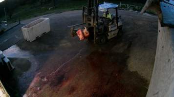 Removed udder being moved to offal bin - Screenshots taken from hidden cameras installed at Goulburn Valley Knackery, owned by Peter Loffel. The knackery processes cows and horses into pet food. - Captured at Goulburn Valley Stock Removers, Shepparton North VIC Australia.