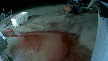 Aspetta - thoroughbred broodmare brough to the knackery - Screenshots taken from hidden cameras installed at Goulburn Valley Knackery, owned by Peter Loffel. The knackery processes cows and horses into pet food. - Captured at Goulburn Valley Stock Removers, Shepparton North VIC Australia.