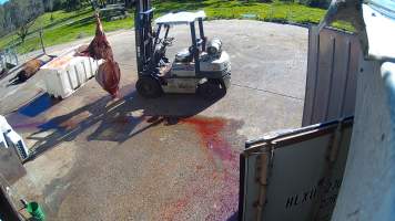 Carcass on forklift - Screenshots taken from hidden cameras installed at Goulburn Valley Knackery, owned by Peter Loffel. The knackery processes cows and horses into pet food. - Captured at Goulburn Valley Stock Removers, Shepparton North VIC Australia.