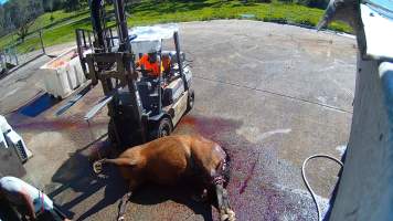 Aspetta - thoroughbred broodmare brough to the knackery - Screenshots taken from hidden cameras installed at Goulburn Valley Knackery, owned by Peter Loffel. The knackery processes cows and horses into pet food. - Captured at Goulburn Valley Stock Removers, Shepparton North VIC Australia.
