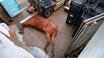 Dead standardbred - filmed being shot at Peter Loffels residential property - Screenshots taken from hidden cameras installed at Goulburn Valley Knackery, owned by Peter Loffel. The knackery processes cows and horses into pet food. - Captured at Goulburn Valley Stock Removers, Shepparton North VIC Australia.