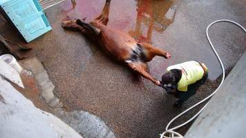 Dead standardbred - filmed being shot at Peter Loffels residential property - Screenshots taken from hidden cameras installed at Goulburn Valley Knackery, owned by Peter Loffel. The knackery processes cows and horses into pet food. - Captured at Goulburn Valley Stock Removers, Shepparton North VIC Australia.