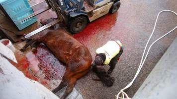Dead standardbred - filmed being shot at Peter Loffels residential property - Screenshots taken from hidden cameras installed at Goulburn Valley Knackery, owned by Peter Loffel. The knackery processes cows and horses into pet food. - Captured at Goulburn Valley Stock Removers, Shepparton North VIC Australia.