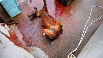 Dead standardbred - filmed being shot at Peter Loffels residential property - Screenshots taken from hidden cameras installed at Goulburn Valley Knackery, owned by Peter Loffel. The knackery processes cows and horses into pet food. - Captured at Goulburn Valley Stock Removers, Shepparton North VIC Australia.