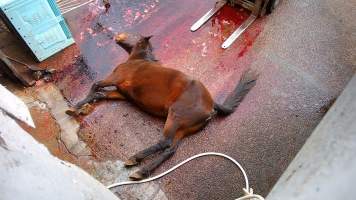 Dead standardbred - filmed being shot at Peter Loffels residential property - Screenshots taken from hidden cameras installed at Goulburn Valley Knackery, owned by Peter Loffel. The knackery processes cows and horses into pet food. - Captured at Goulburn Valley Stock Removers, Shepparton North VIC Australia.