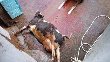 Dead dairy cow - Screenshots taken from hidden cameras installed at Goulburn Valley Knackery, owned by Peter Loffel. The knackery processes cows and horses into pet food. - Captured at Goulburn Valley Stock Removers, Shepparton North VIC Australia.