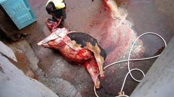 Dead dairy cow - Screenshots taken from hidden cameras installed at Goulburn Valley Knackery, owned by Peter Loffel. The knackery processes cows and horses into pet food. - Captured at Goulburn Valley Stock Removers, Shepparton North VIC Australia.