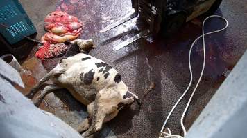 Dead dairy cow and organs - Screenshots taken from hidden cameras installed at Goulburn Valley Knackery, owned by Peter Loffel. The knackery processes cows and horses into pet food. - Captured at Goulburn Valley Stock Removers, Shepparton North VIC Australia.