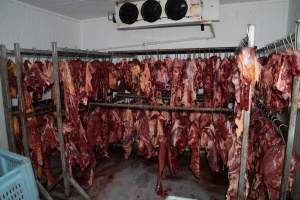 Pet meat on hooks - Handheld photos taken at Goulburn Valley Stock Removers, owned by horse dealer Peter Loffel. Ex-racehorses are illegally killed on his residential property then transported to the knackery, where they are processed into pet food. The knackery also processes dead cows, mainly dairy cows. - Captured at Goulburn Valley Stock Removers, Shepparton North VIC Australia.