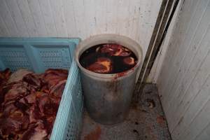 Bits of offal in liquid - Handheld photos taken at Goulburn Valley Stock Removers, owned by horse dealer Peter Loffel. Ex-racehorses are illegally killed on his residential property then transported to the knackery, where they are processed into pet food. The knackery also processes dead cows, mainly dairy cows. - Captured at Goulburn Valley Stock Removers, Shepparton North VIC Australia.