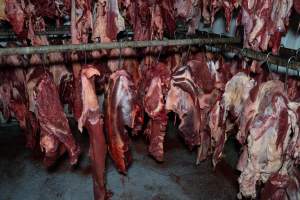 Meat on hooks - Handheld photos taken at Goulburn Valley Stock Removers, owned by horse dealer Peter Loffel. Ex-racehorses are illegally killed on his residential property then transported to the knackery, where they are processed into pet food. The knackery also processes dead cows, mainly dairy cows. - Captured at Goulburn Valley Stock Removers, Shepparton North VIC Australia.