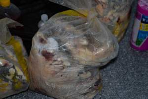 Mouldy meat in bag - Handheld photos taken at Goulburn Valley Stock Removers, owned by horse dealer Peter Loffel. Ex-racehorses are illegally killed on his residential property then transported to the knackery, where they are processed into pet food. The knackery also processes dead cows, mainly dairy cows. - Captured at Goulburn Valley Stock Removers, Shepparton North VIC Australia.