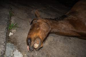 Aspetta - thoroughbred broodmare processed at the knackery - Handheld photos taken at Goulburn Valley Stock Removers, owned by horse dealer Peter Loffel. Ex-racehorses are illegally killed on his residential property then transported to the knackery, where they are processed into pet food. The knackery also processes dead cows, mainly dairy cows. - Captured at Goulburn Valley Stock Removers, Shepparton North VIC Australia.