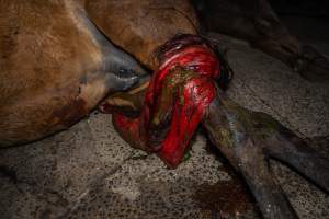 Prolapse - Aspetta - Handheld photos taken at Goulburn Valley Stock Removers, owned by horse dealer Peter Loffel. Ex-racehorses are illegally killed on his residential property then transported to the knackery, where they are processed into pet food. The knackery also processes dead cows, mainly dairy cows. - Captured at Goulburn Valley Stock Removers, Shepparton North VIC Australia.