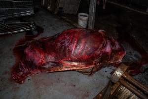 Carcass in processing room - Handheld photos taken at Goulburn Valley Stock Removers, owned by horse dealer Peter Loffel. Ex-racehorses are illegally killed on his residential property then transported to the knackery, where they are processed into pet food. The knackery also processes dead cows, mainly dairy cows. - Captured at Goulburn Valley Stock Removers, Shepparton North VIC Australia.