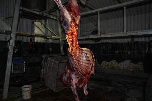 Hanging carcass in processing room - Handheld photos taken at Goulburn Valley Stock Removers, owned by horse dealer Peter Loffel. Ex-racehorses are illegally killed on his residential property then transported to the knackery, where they are processed into pet food. The knackery also processes dead cows, mainly dairy cows. - Captured at Goulburn Valley Stock Removers, Shepparton North VIC Australia.