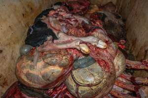 Dead calf in offal bin - Handheld photos taken at Goulburn Valley Stock Removers, owned by horse dealer Peter Loffel. Ex-racehorses are illegally killed on his residential property then transported to the knackery, where they are processed into pet food. The knackery also processes dead cows, mainly dairy cows. - Captured at Goulburn Valley Stock Removers, Shepparton North VIC Australia.