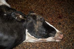 Dead dairy cow at knackery - Handheld photos taken at Goulburn Valley Stock Removers, owned by horse dealer Peter Loffel. Ex-racehorses are illegally killed on his residential property then transported to the knackery, where they are processed into pet food. The knackery also processes dead cows, mainly dairy cows. - Captured at Goulburn Valley Stock Removers, Shepparton North VIC Australia.