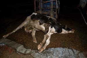 Dead dairy cow at knackery - Handheld photos taken at Goulburn Valley Stock Removers, owned by horse dealer Peter Loffel. Ex-racehorses are illegally killed on his residential property then transported to the knackery, where they are processed into pet food. The knackery also processes dead cows, mainly dairy cows. - Captured at Goulburn Valley Stock Removers, Shepparton North VIC Australia.