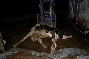 Dead dairy cow at knackery - Handheld photos taken at Goulburn Valley Stock Removers, owned by horse dealer Peter Loffel. Ex-racehorses are illegally killed on his residential property then transported to the knackery, where they are processed into pet food. The knackery also processes dead cows, mainly dairy cows. - Captured at Goulburn Valley Stock Removers, Shepparton North VIC Australia.
