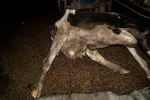 Dead dairy cow - Handheld photos taken at Goulburn Valley Stock Removers, owned by horse dealer Peter Loffel. Ex-racehorses are illegally killed on his residential property then transported to the knackery, where they are processed into pet food. The knackery also processes dead cows, mainly dairy cows. - Captured at Goulburn Valley Stock Removers, Shepparton North VIC Australia.