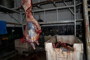 Carcass hanging in processing room - Handheld photos taken at Goulburn Valley Stock Removers, owned by horse dealer Peter Loffel. Ex-racehorses are illegally killed on his residential property then transported to the knackery, where they are processed into pet food. The knackery also processes dead cows, mainly dairy cows. - Captured at Goulburn Valley Stock Removers, Shepparton North VIC Australia.