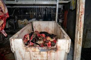 Offal bin - Handheld photos taken at Goulburn Valley Stock Removers, owned by horse dealer Peter Loffel. Ex-racehorses are illegally killed on his residential property then transported to the knackery, where they are processed into pet food. The knackery also processes dead cows, mainly dairy cows. - Captured at Goulburn Valley Stock Removers, Shepparton North VIC Australia.