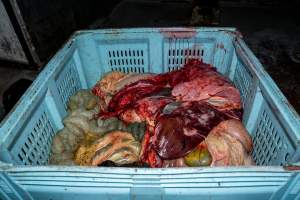 Crate of offal - Handheld photos taken at Goulburn Valley Stock Removers, owned by horse dealer Peter Loffel. Ex-racehorses are illegally killed on his residential property then transported to the knackery, where they are processed into pet food. The knackery also processes dead cows, mainly dairy cows. - Captured at Goulburn Valley Stock Removers, Shepparton North VIC Australia.