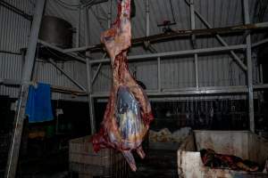 Hanging carcass in processing room - Handheld photos taken at Goulburn Valley Stock Removers, owned by horse dealer Peter Loffel. Ex-racehorses are illegally killed on his residential property then transported to the knackery, where they are processed into pet food. The knackery also processes dead cows, mainly dairy cows. - Captured at Goulburn Valley Stock Removers, Shepparton North VIC Australia.