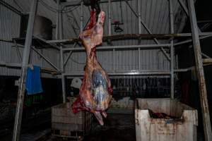 Carcass hanging in processing room - Handheld photos taken at Goulburn Valley Stock Removers, owned by horse dealer Peter Loffel. Ex-racehorses are illegally killed on his residential property then transported to the knackery, where they are processed into pet food. The knackery also processes dead cows, mainly dairy cows. - Captured at Goulburn Valley Stock Removers, Shepparton North VIC Australia.