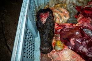 Head of dead cow in offal bin - Handheld photos taken at Goulburn Valley Stock Removers, owned by horse dealer Peter Loffel. Ex-racehorses are illegally killed on his residential property then transported to the knackery, where they are processed into pet food. The knackery also processes dead cows, mainly dairy cows. - Captured at Goulburn Valley Stock Removers, Shepparton North VIC Australia.