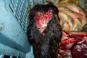 Head of dead cow in offal bin - Handheld photos taken at Goulburn Valley Stock Removers, owned by horse dealer Peter Loffel. Ex-racehorses are illegally killed on his residential property then transported to the knackery, where they are processed into pet food. The knackery also processes dead cows, mainly dairy cows. - Captured at Goulburn Valley Stock Removers, Shepparton North VIC Australia.