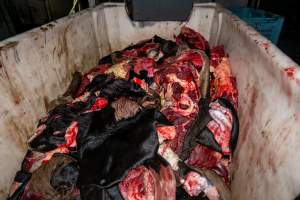 Offal bin with bits of skin - Handheld photos taken at Goulburn Valley Stock Removers, owned by horse dealer Peter Loffel. Ex-racehorses are illegally killed on his residential property then transported to the knackery, where they are processed into pet food. The knackery also processes dead cows, mainly dairy cows. - Captured at Goulburn Valley Stock Removers, Shepparton North VIC Australia.