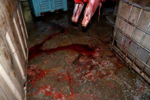 Bloodstained floor under hanging carcass - Handheld photos taken at Goulburn Valley Stock Removers, owned by horse dealer Peter Loffel. Ex-racehorses are illegally killed on his residential property then transported to the knackery, where they are processed into pet food. The knackery also processes dead cows, mainly dairy cows. - Captured at Goulburn Valley Stock Removers, Shepparton North VIC Australia.