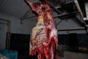 Hanging carcass in processing room - Handheld photos taken at Goulburn Valley Stock Removers, owned by horse dealer Peter Loffel. Ex-racehorses are illegally killed on his residential property then transported to the knackery, where they are processed into pet food. The knackery also processes dead cows, mainly dairy cows. - Captured at Goulburn Valley Stock Removers, Shepparton North VIC Australia.