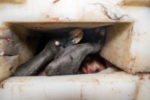Calf in offal bin - Handheld photos taken at Goulburn Valley Stock Removers, owned by horse dealer Peter Loffel. Ex-racehorses are illegally killed on his residential property then transported to the knackery, where they are processed into pet food. The knackery also processes dead cows, mainly dairy cows. - Captured at Goulburn Valley Stock Removers, Shepparton North VIC Australia.