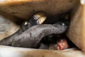 Calf in offal bin - Handheld photos taken at Goulburn Valley Stock Removers, owned by horse dealer Peter Loffel. Ex-racehorses are illegally killed on his residential property then transported to the knackery, where they are processed into pet food. The knackery also processes dead cows, mainly dairy cows. - Captured at Goulburn Valley Stock Removers, Shepparton North VIC Australia.