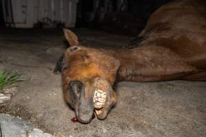 Aspetta - thoroughbred broodmare - Handheld photos taken at Goulburn Valley Stock Removers, owned by horse dealer Peter Loffel. Ex-racehorses are illegally killed on his residential property then transported to the knackery, where they are processed into pet food. The knackery also processes dead cows, mainly dairy cows. - Captured at Goulburn Valley Stock Removers, Shepparton North VIC Australia.