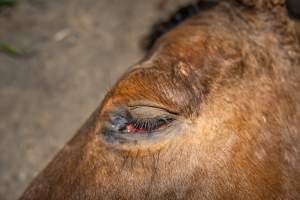 Aspetta - thoroughbred broodmare - Handheld photos taken at Goulburn Valley Stock Removers, owned by horse dealer Peter Loffel. Ex-racehorses are illegally killed on his residential property then transported to the knackery, where they are processed into pet food. The knackery also processes dead cows, mainly dairy cows. - Captured at Goulburn Valley Stock Removers, Shepparton North VIC Australia.