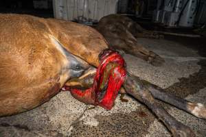 Prolapse - Aspetta (thoroughbred broodmare) - Handheld photos taken at Goulburn Valley Stock Removers, owned by horse dealer Peter Loffel. Ex-racehorses are illegally killed on his residential property then transported to the knackery, where they are processed into pet food. The knackery also processes dead cows, mainly dairy cows. - Captured at Goulburn Valley Stock Removers, Shepparton North VIC Australia.